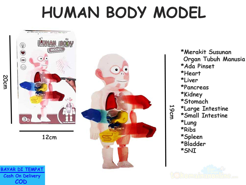 toko mainan online HUMAN BODY MODEL - W603